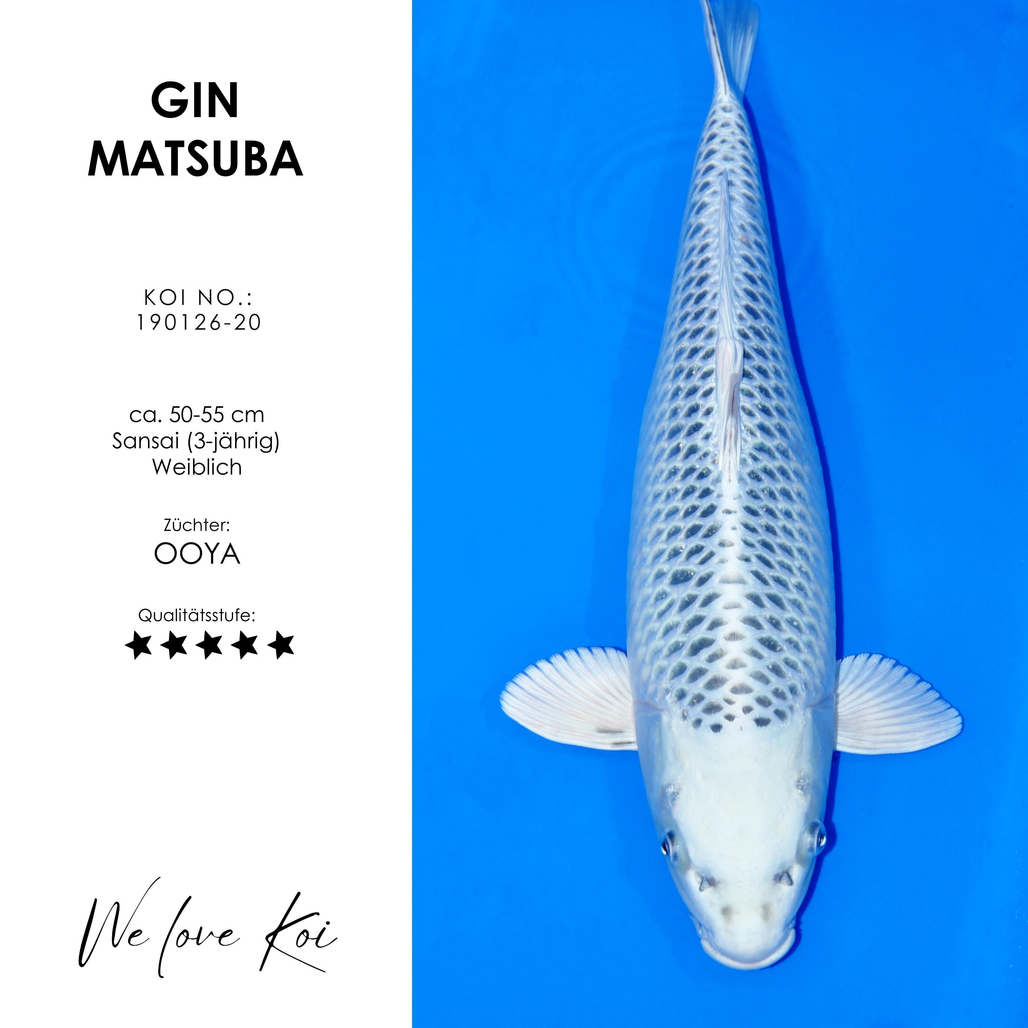 Koi Gin Matsuba | weiblich Sansai | 50 - 55cm