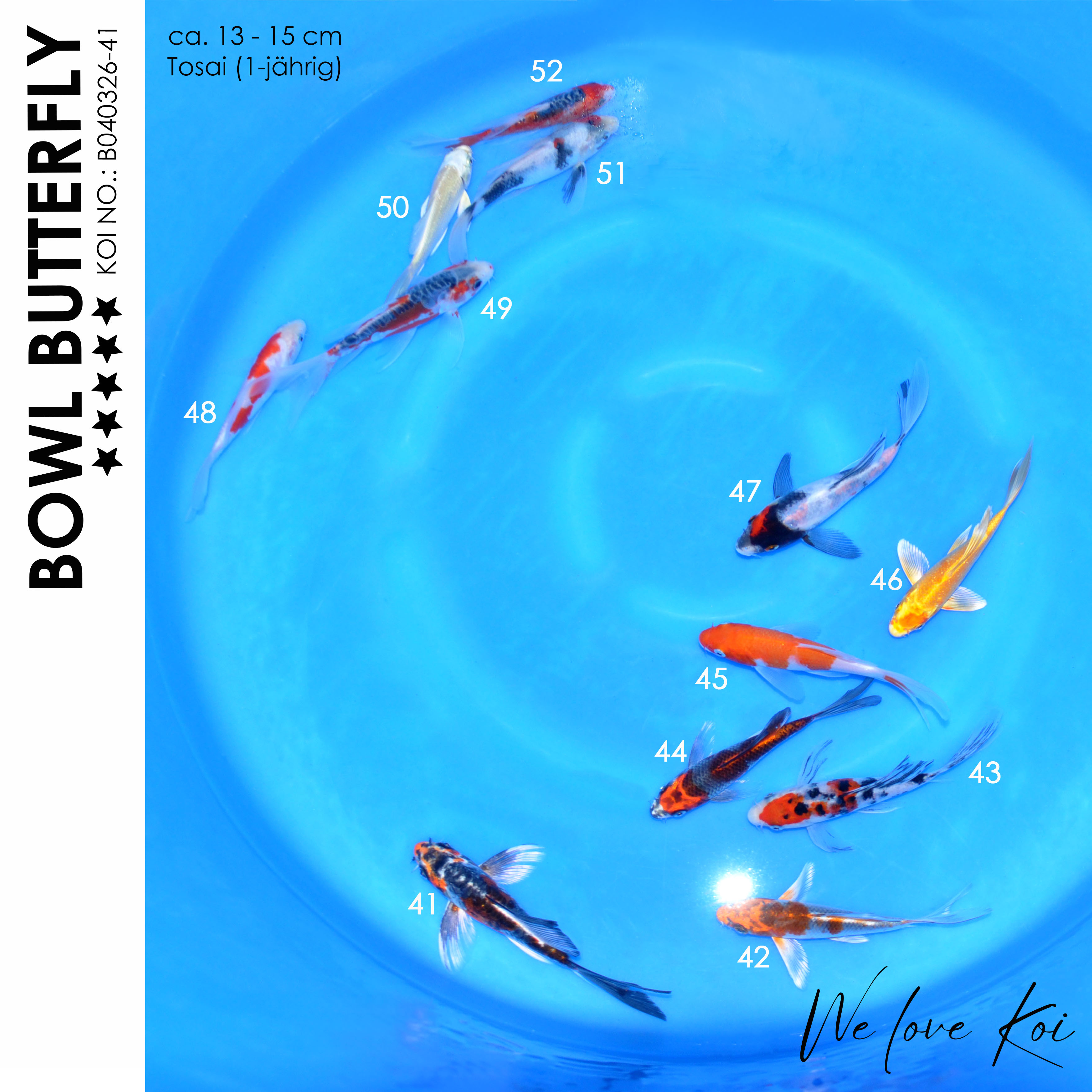Koi Bowl 63 | Butterfly-Kikokuryu, Kujaku, Sanke, Ginka, Kohaku, Yamabuki, Showa, Shusui | 13-15cm