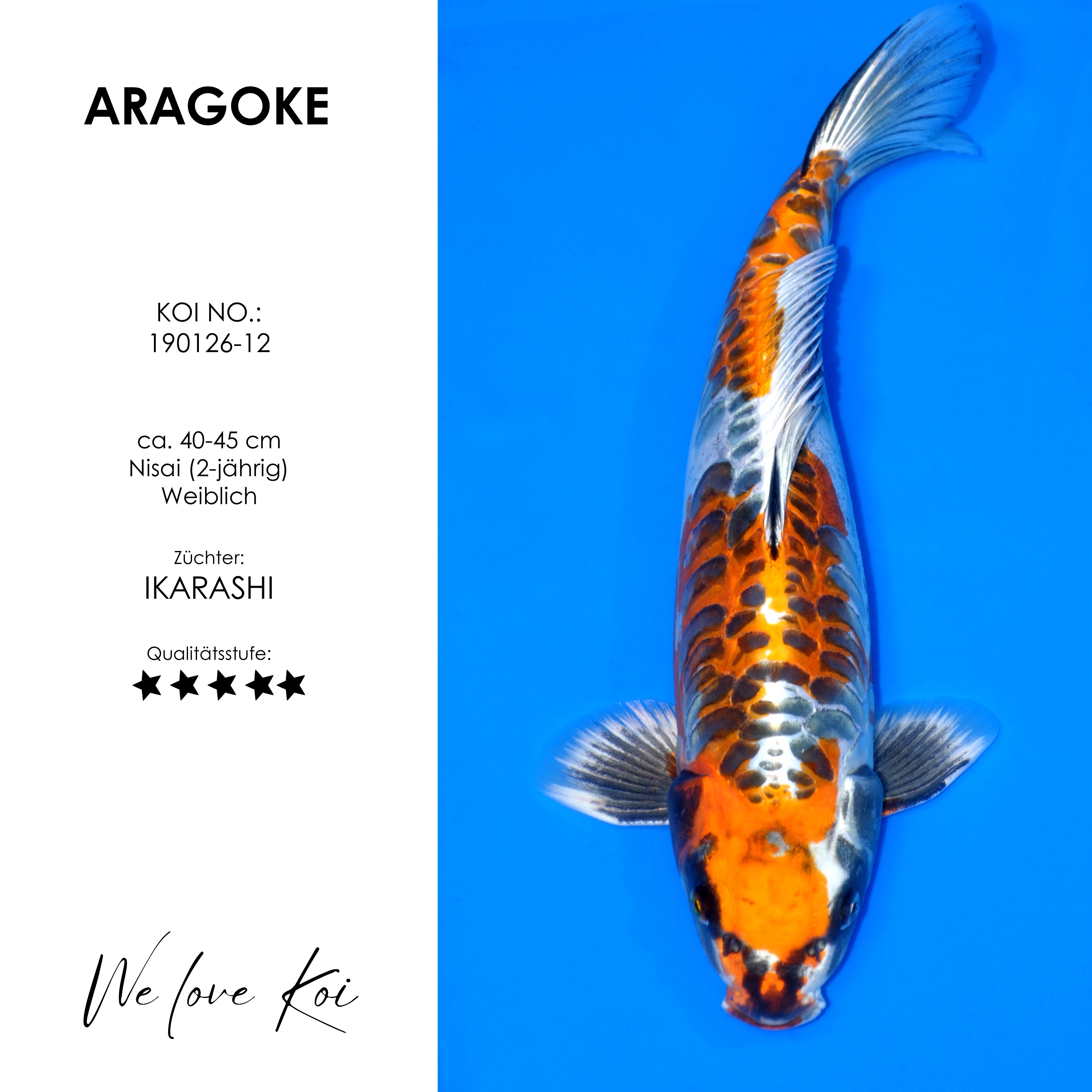 Koi Aka Aragoke-Typ | weiblich Nisai | ca. 40 - 45cm