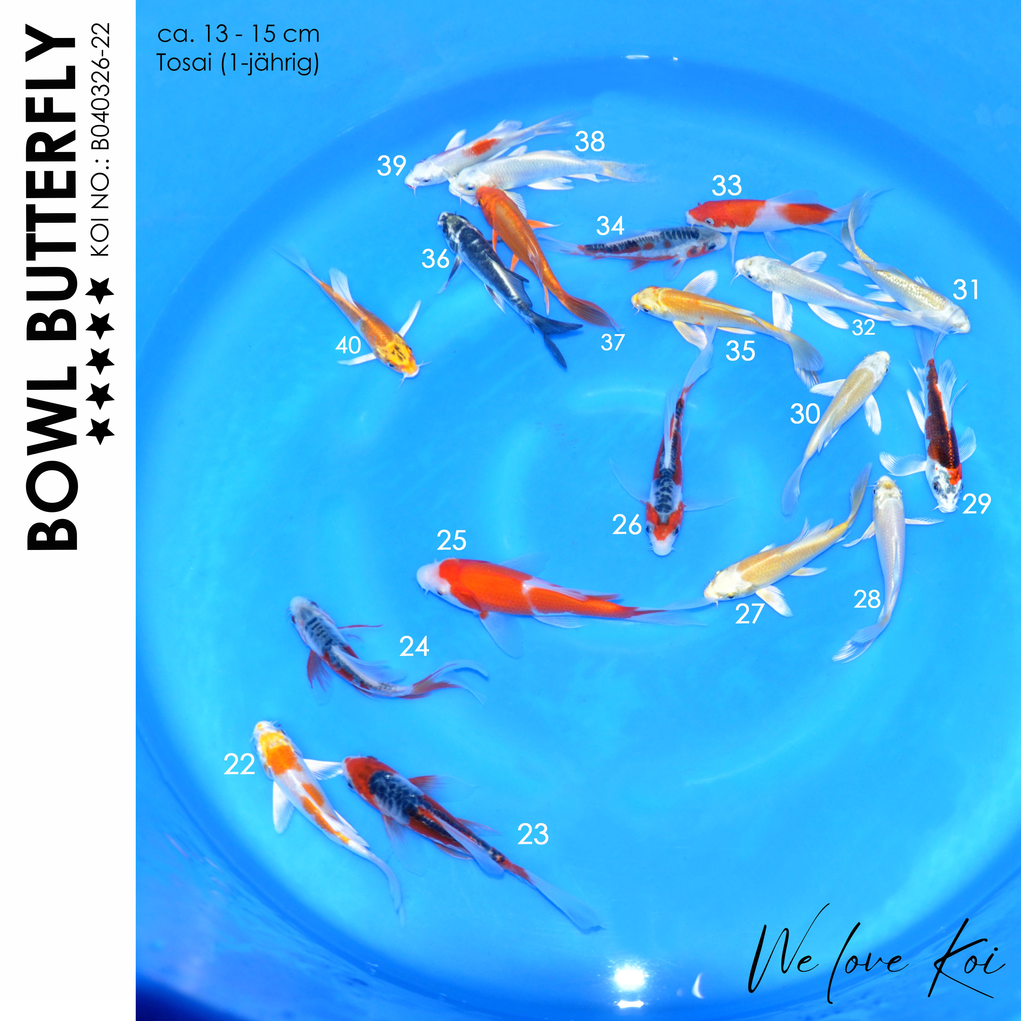 Koi Bowl 62 | Butterfly-Sakura, Shusui, Kohaku,Yamabuki, Platinum, Kujaku, Kikokuryu, Ogon, Ki Utsuri | 13-15cm