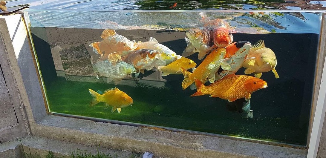 Teichscheibe 2000x600 38mm mit VA-Rahmen und Flansche Teichfenster