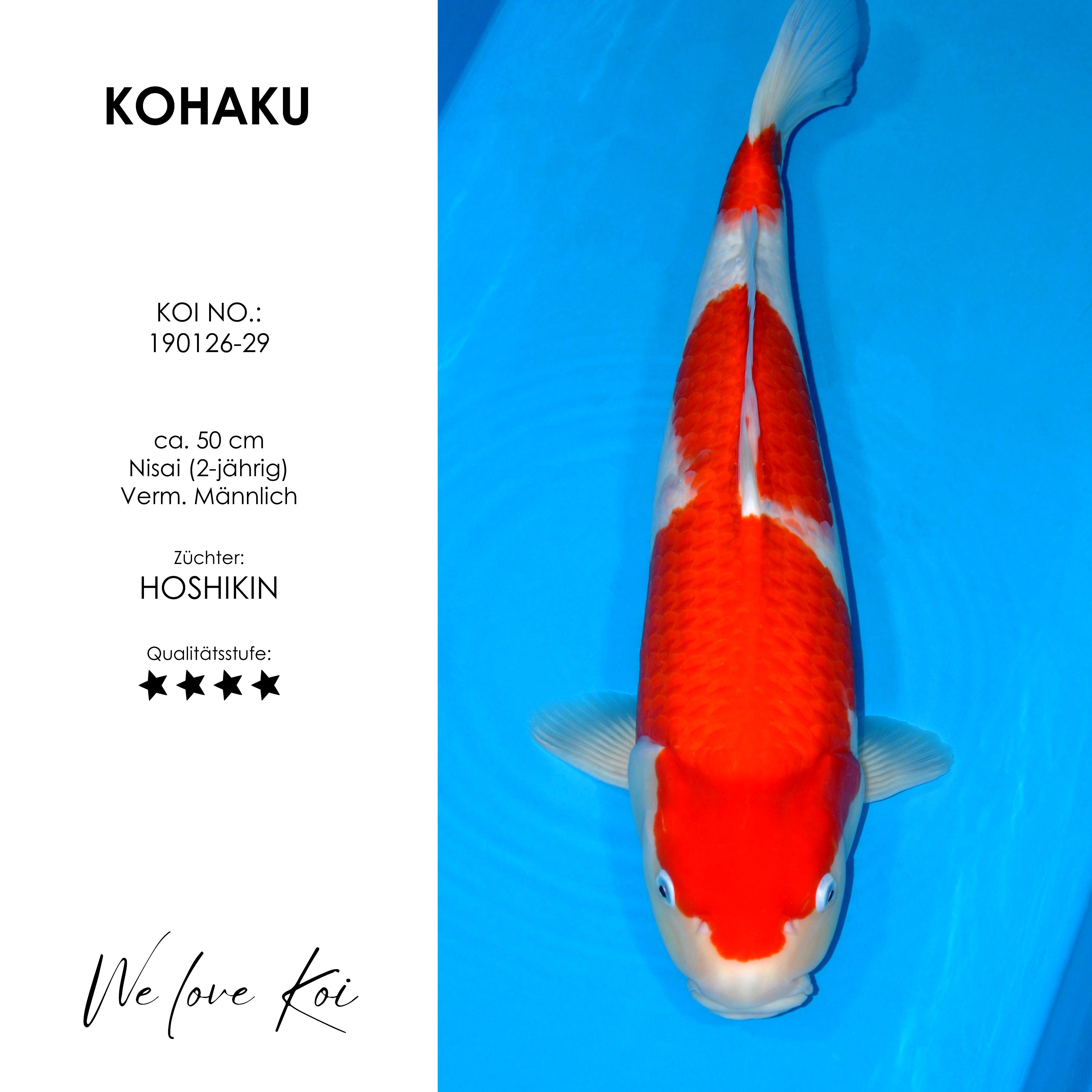 Koi Kohaku | männlich Nisai | ca. 50cm