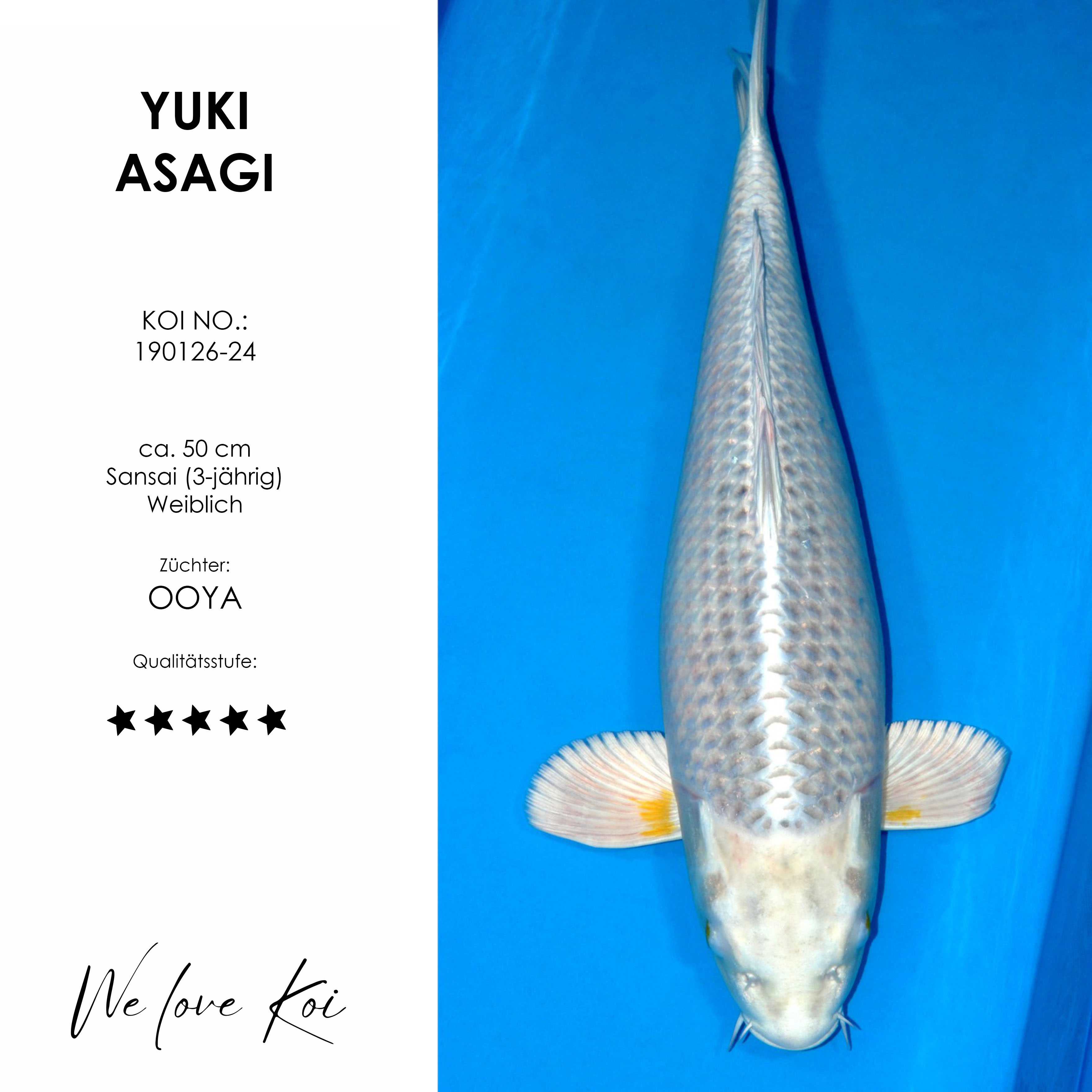 Koi Yuki Asagi | weiblich Sansai | ca. 50cm