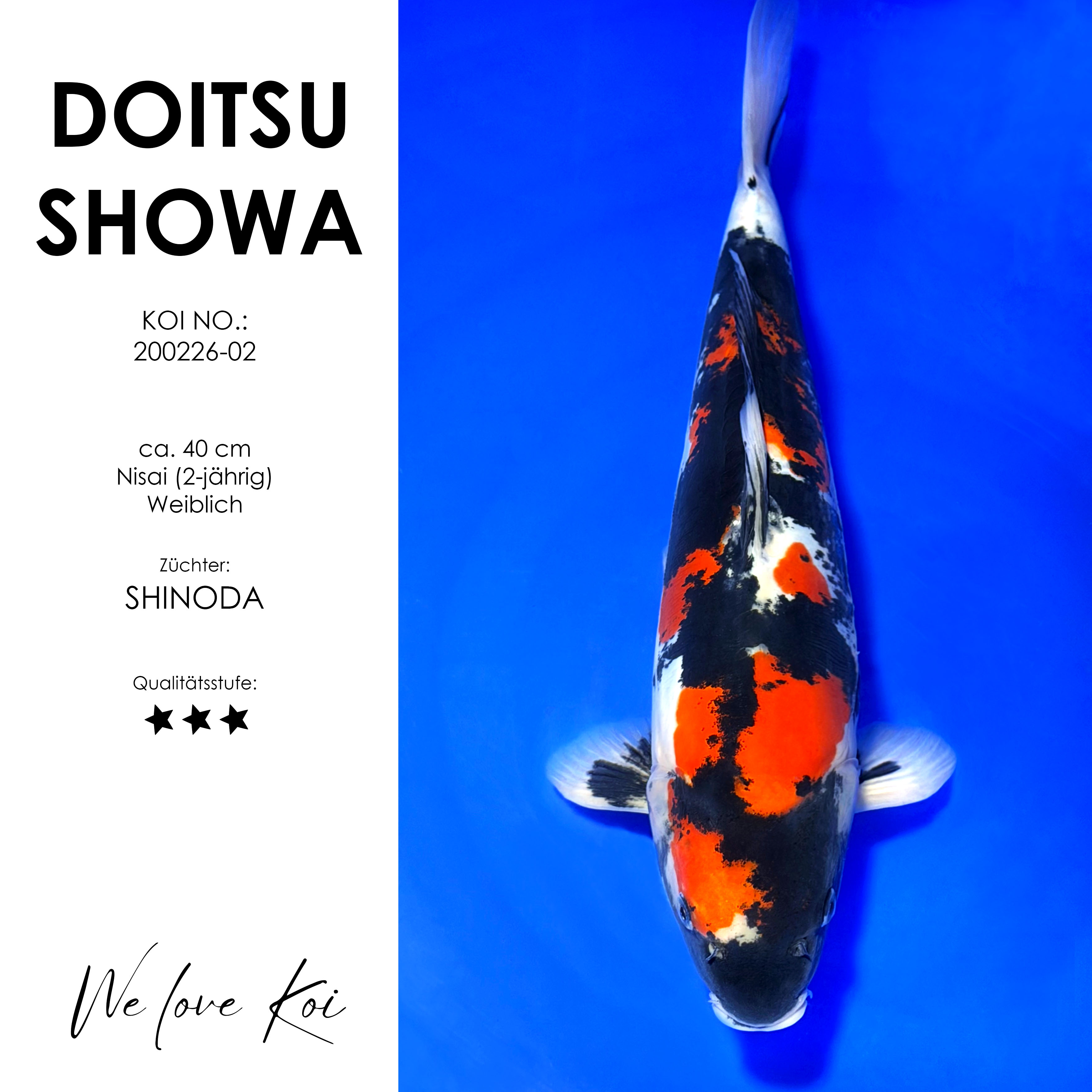 Koi Doitsu Showa | weiblich Nisai | ca. 40cm