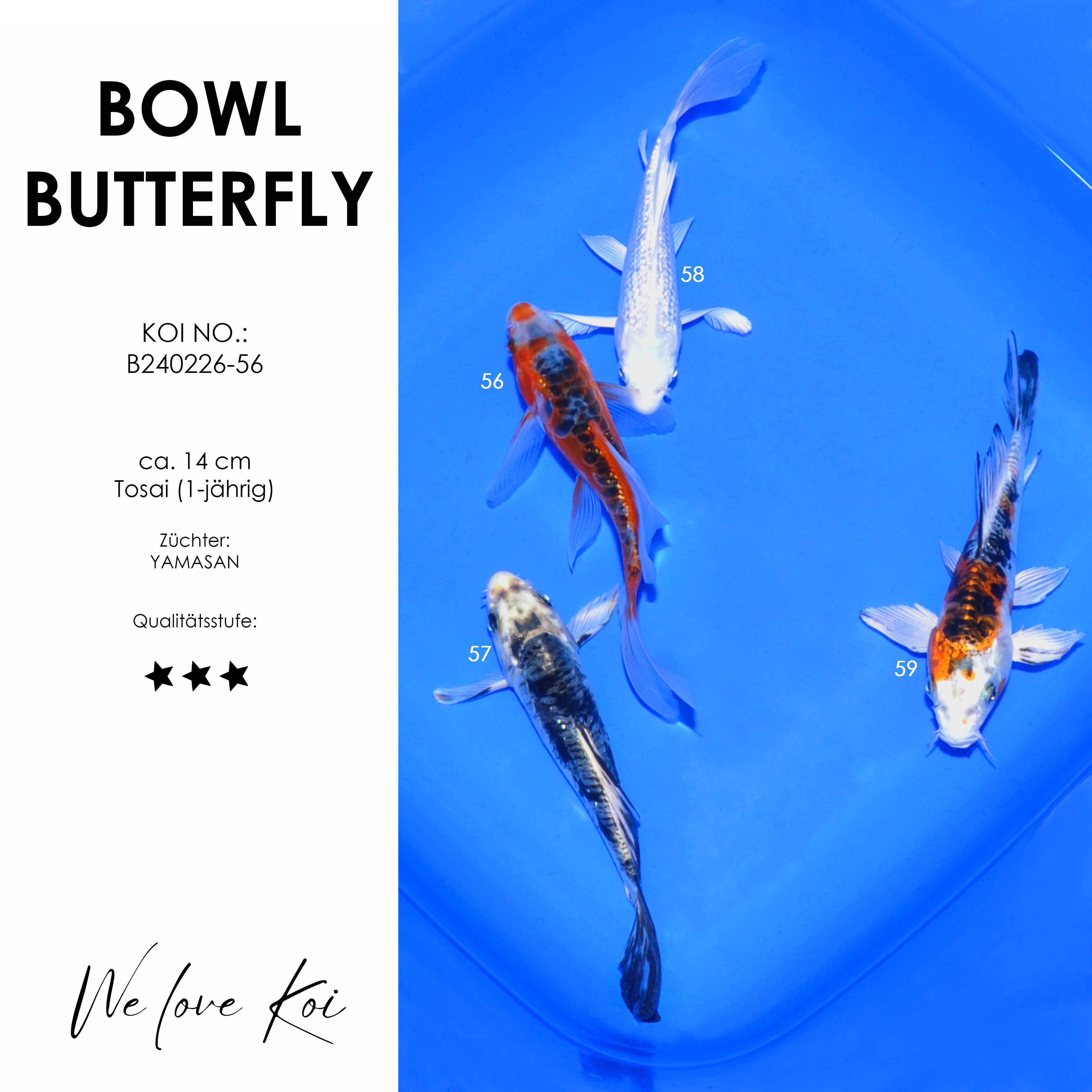 Koi Bowl 55 | Butterfly - Shusui, Shiro Utsuri, Platinum, Kujaku | ca. 14 cm