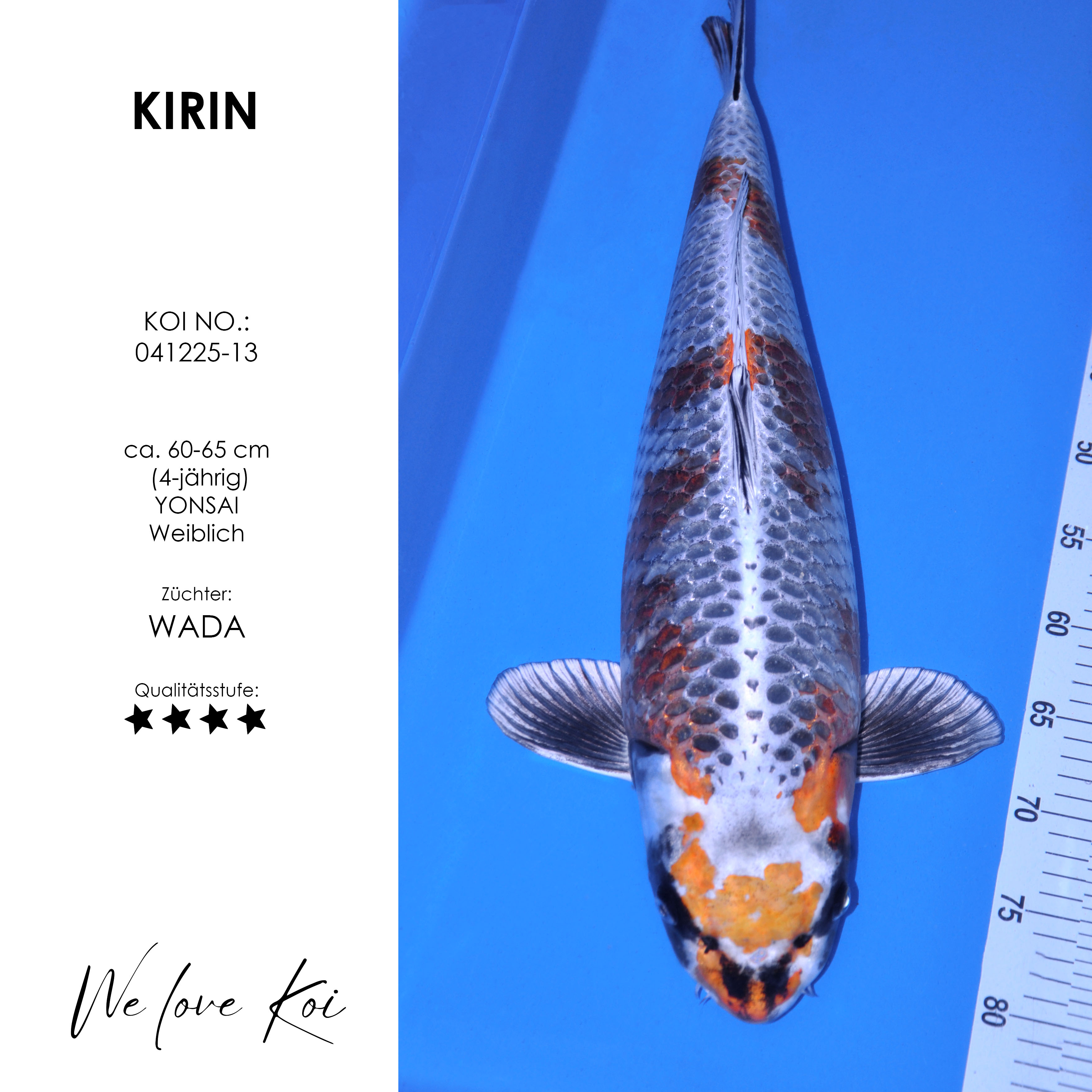Koi Kirin | Yonsai weiblich | ca. 60-65 cm
