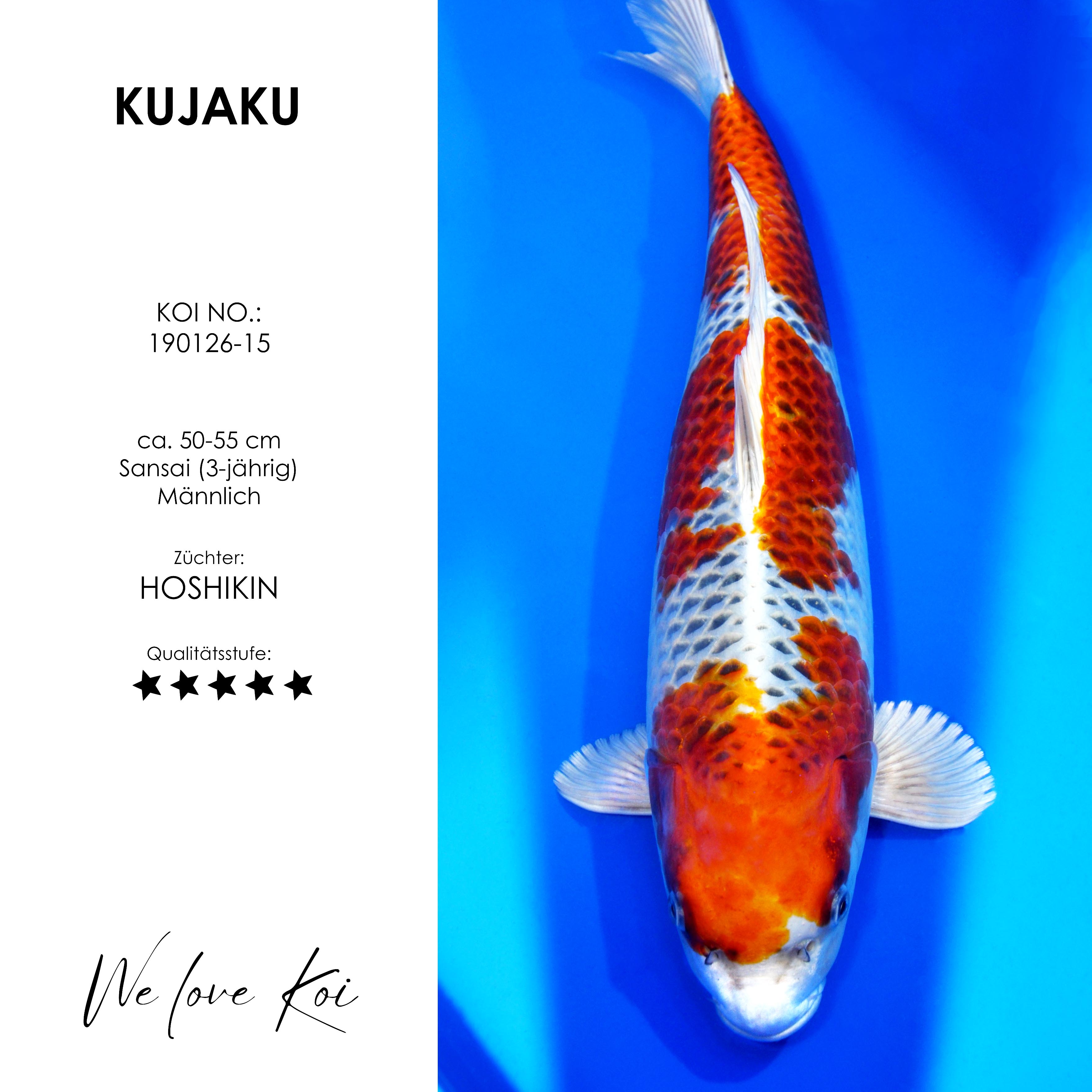 Koi Kujaku | männlich Sansai | 50 - 55cm