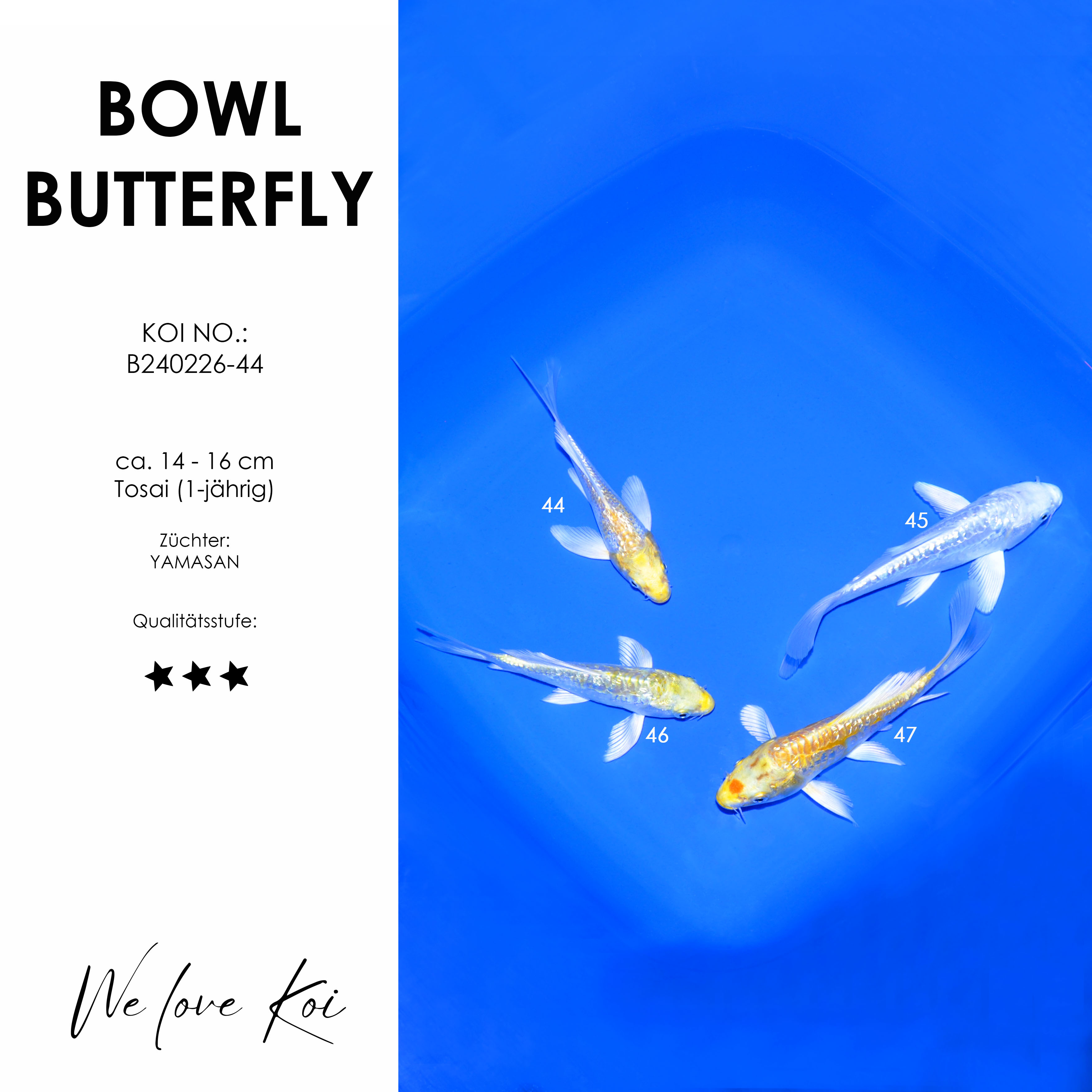 Koi Bowl 52 | Butterfly - Yamabuki, Tancho Yamabuki | ca. 14 - 16cm