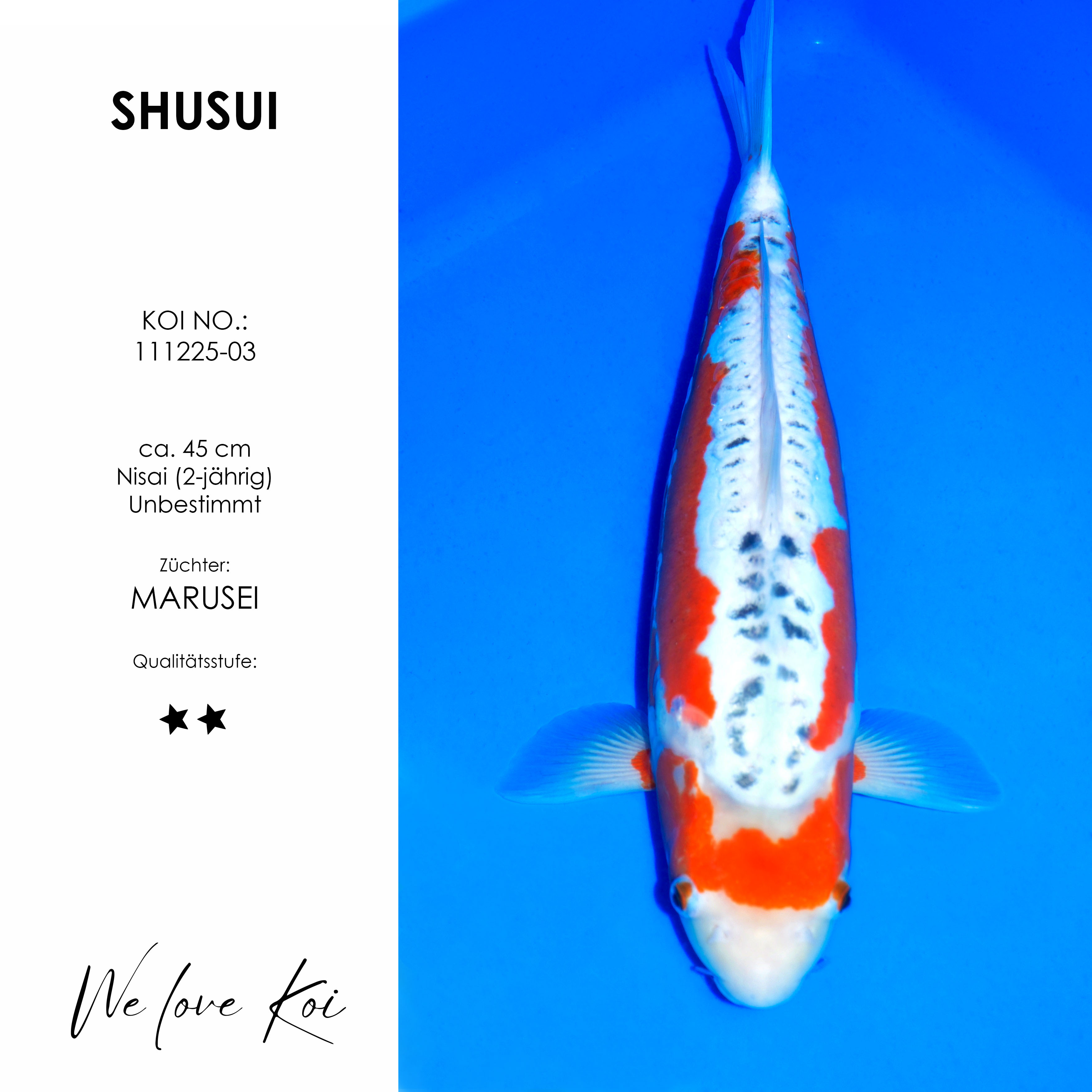Koi Shusui | unbestimmt Nisai | ca.45cm