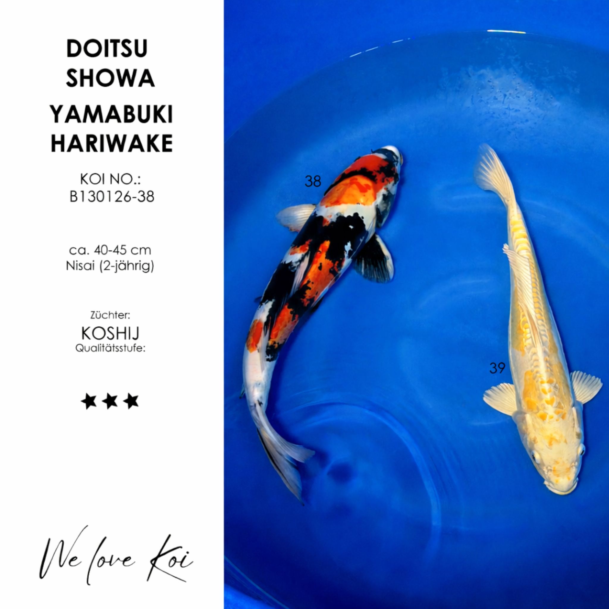 Koi Bowl 27 | Doitsu Showa, Yamabuki Hariwake | Nisai ca. 40 - 45cm