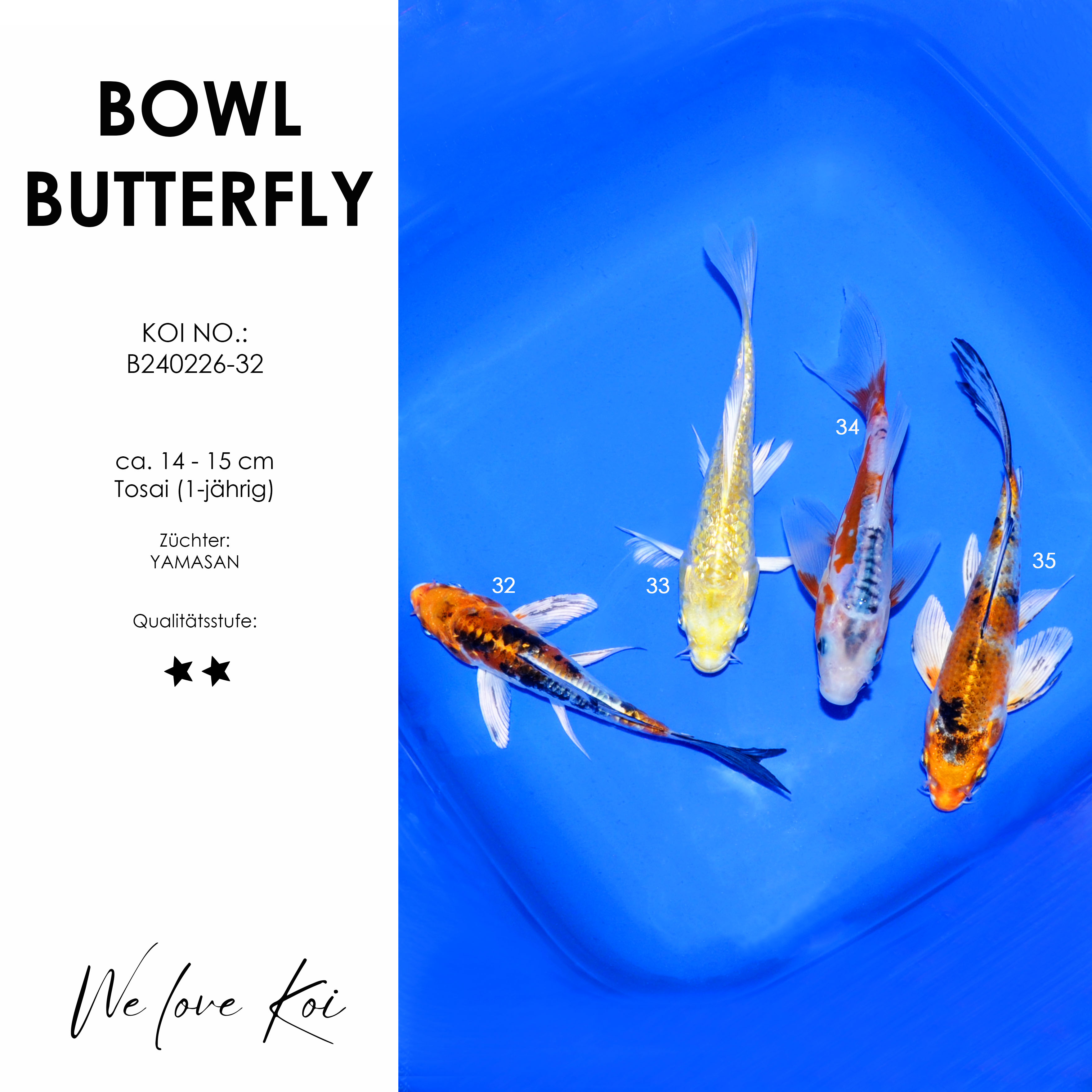 Koi Bowl 49 | Butterfly - Yamatonishiki, Yamabuki, Shusui | ca. 14 - 15cm