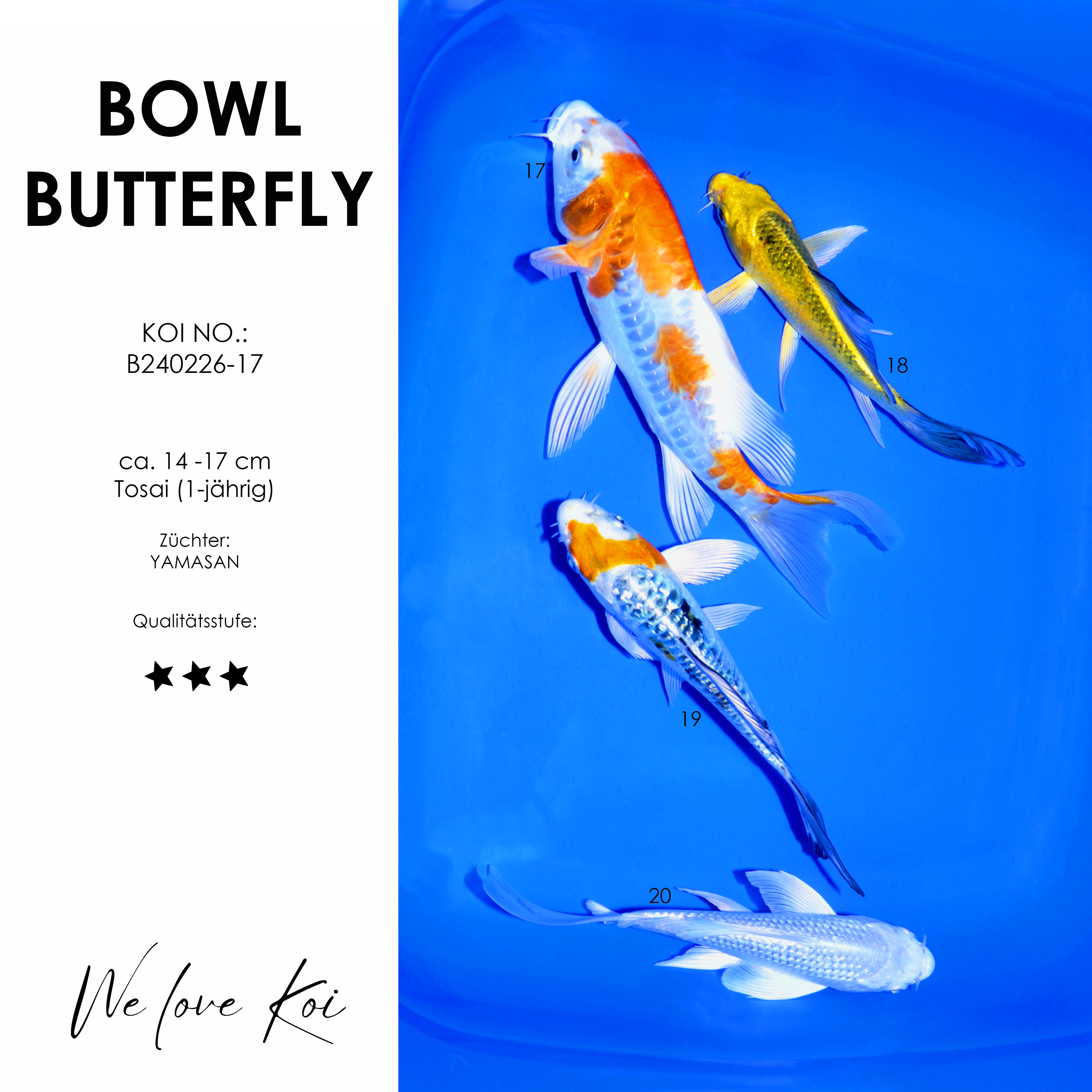 Koi Bowl 45 | Butterfly - Hariwake, Matsuba, Yamatonishiki, Platinum | 14 - 17cm