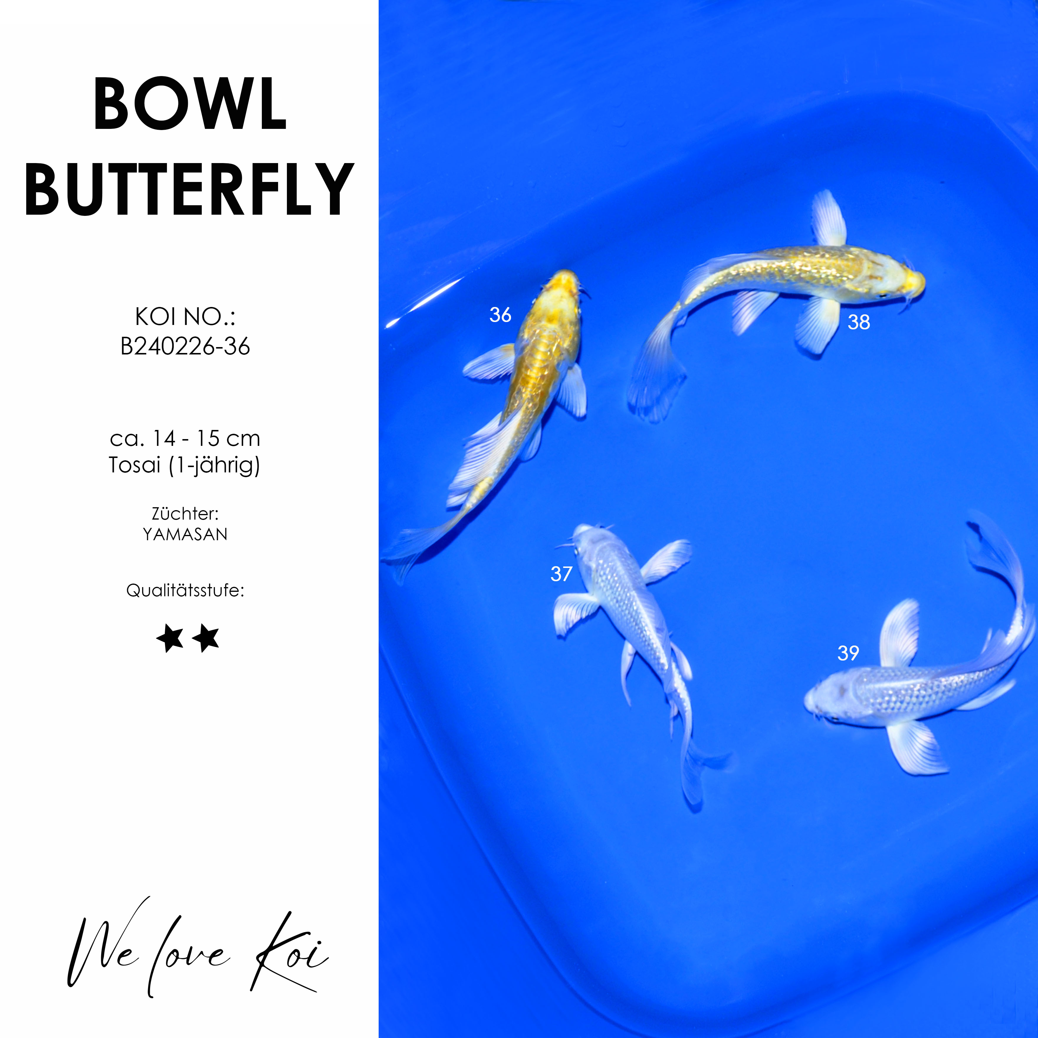 Koi Bowl 50 | Butterfly - Yamabuki, Platinum | ca. 14 - 15cm