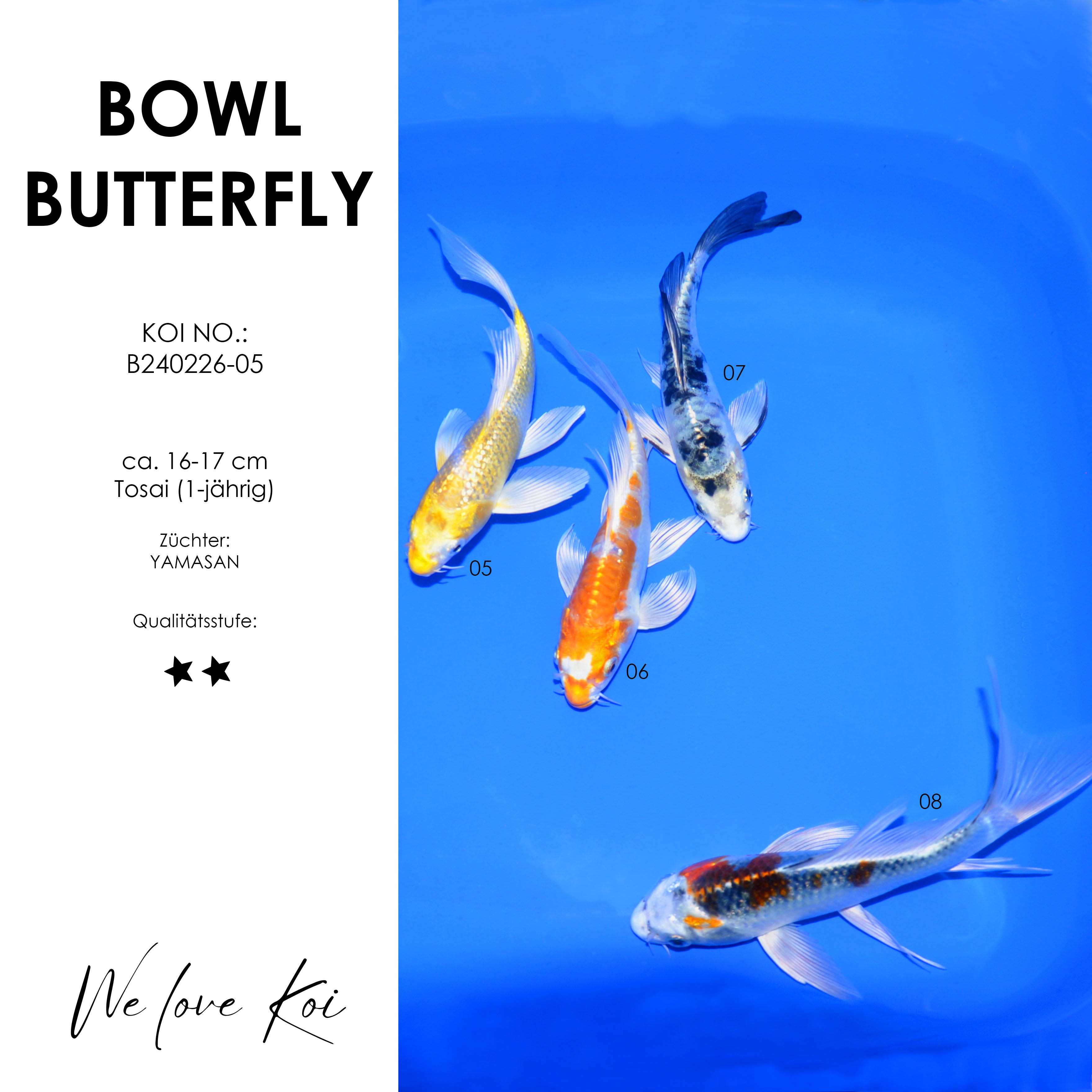 Koi Bowl 42 | Butterfly - Yamabuki, Kikusui, Shiro Bekko, Kujaku  | 16 - 17cm