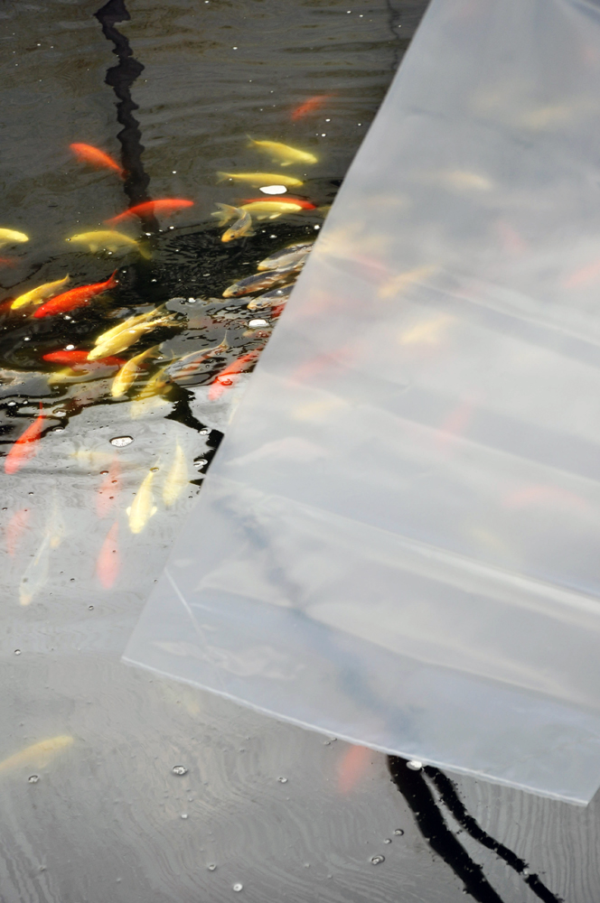 Fischbeutel 250 x 600 mm Koi-Transporttüte 80µ