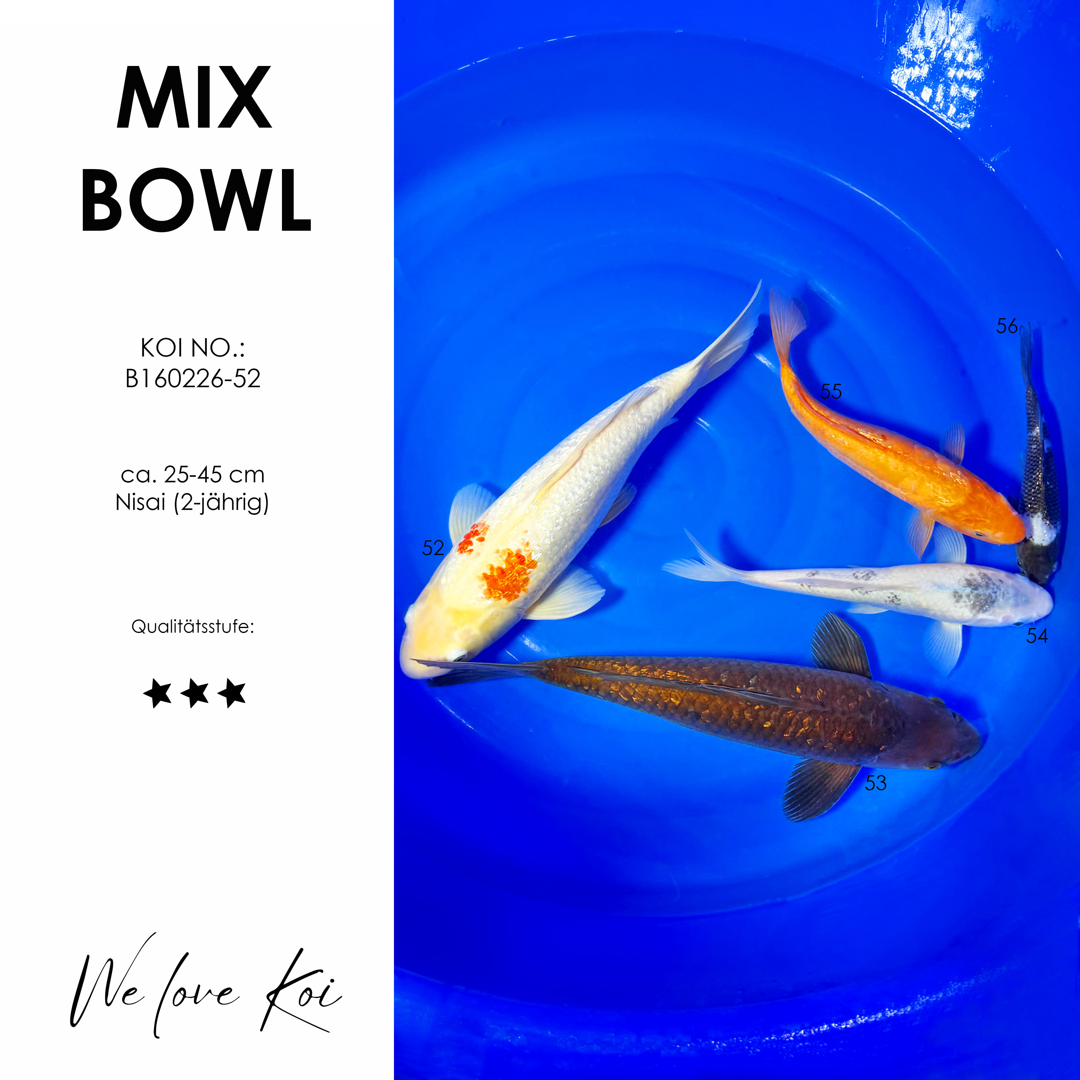 Koi Bowl 34 | Kohaku, Chagoi, Unique Koi, Mango, Shiro  | Nisai ca.20 - 45cm