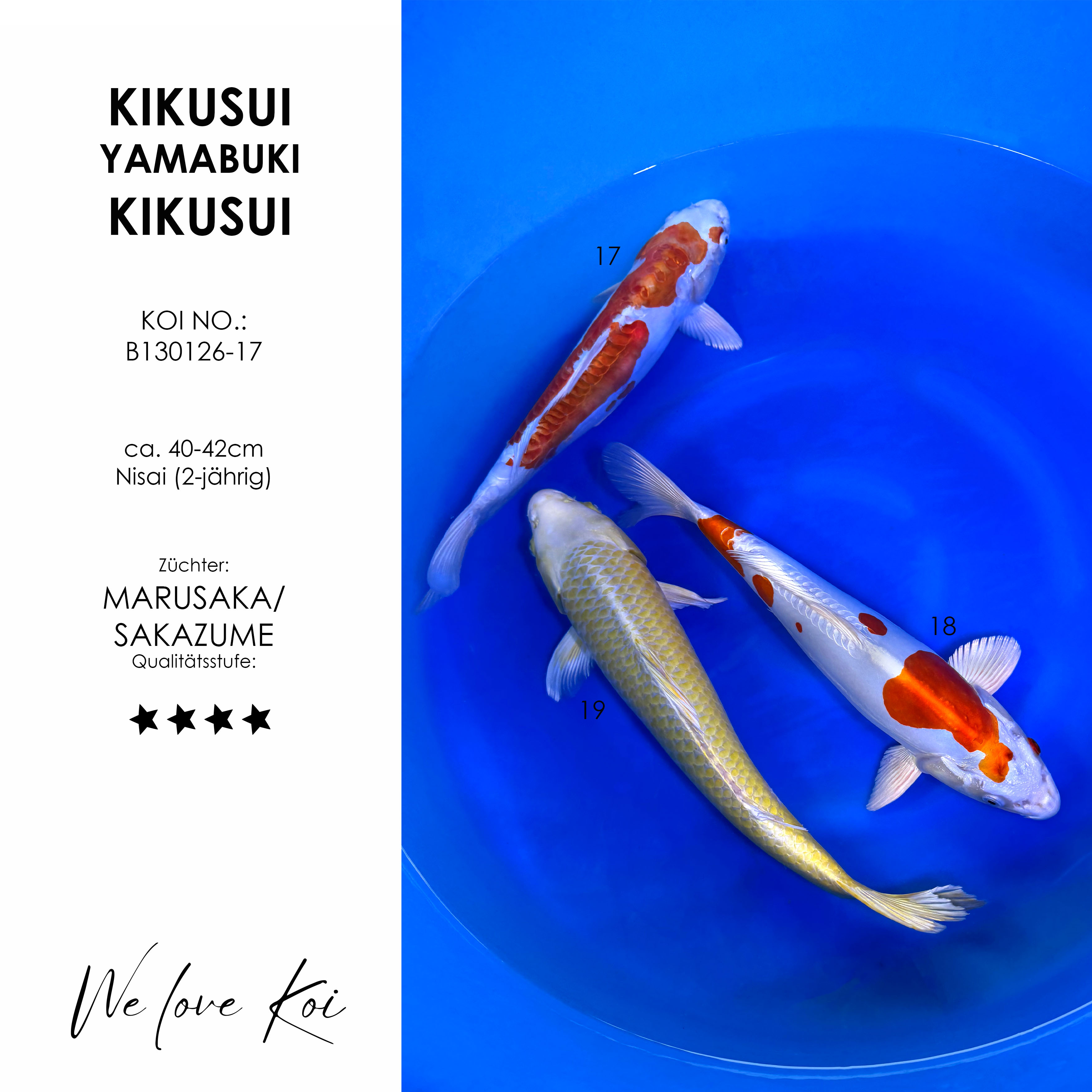 Koi Bowl 18 | 2 x Kikusui, Yamabuki | Nisai ca. 40 - 42cm