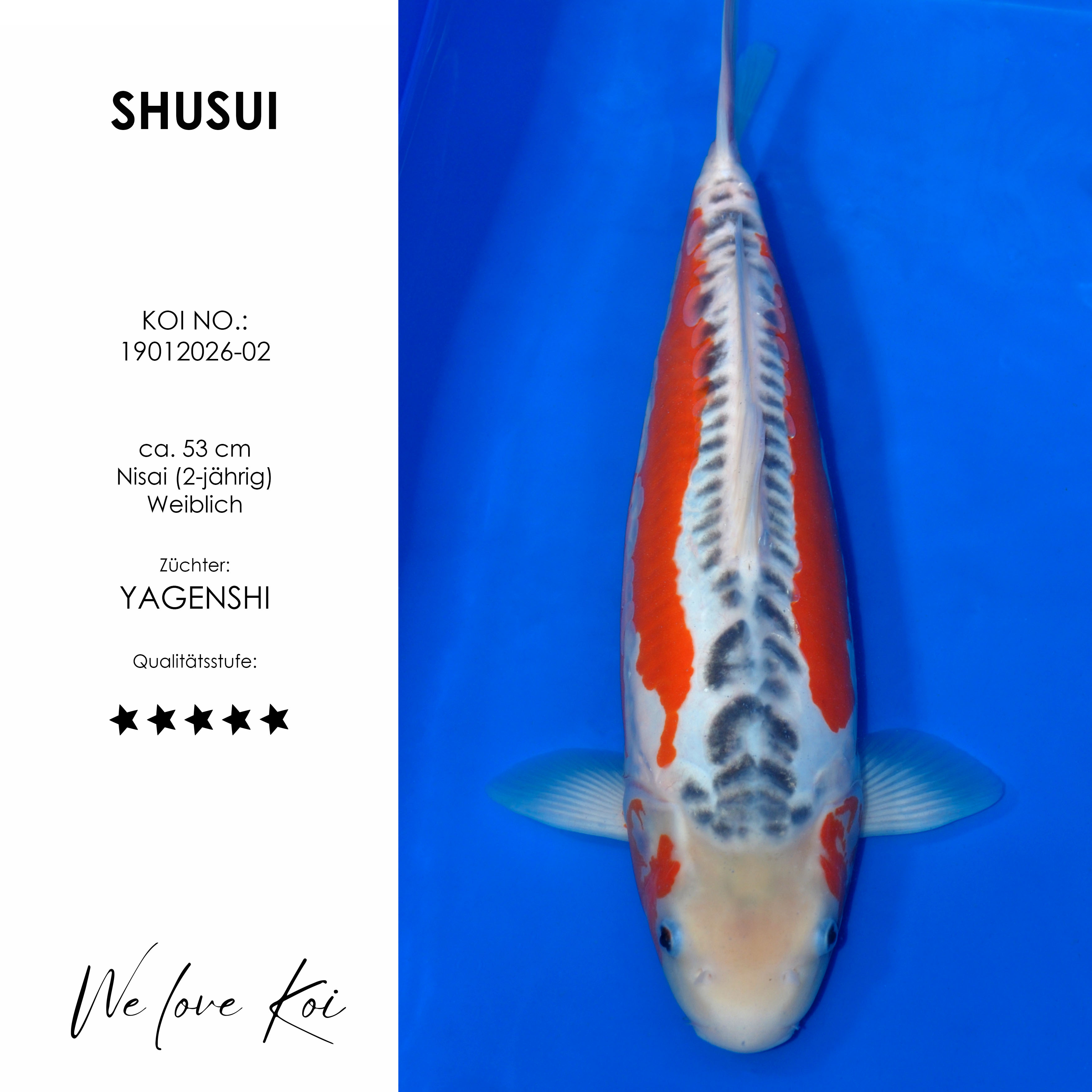 Koi Shusui | weiblich Nisai | ca. 53cm