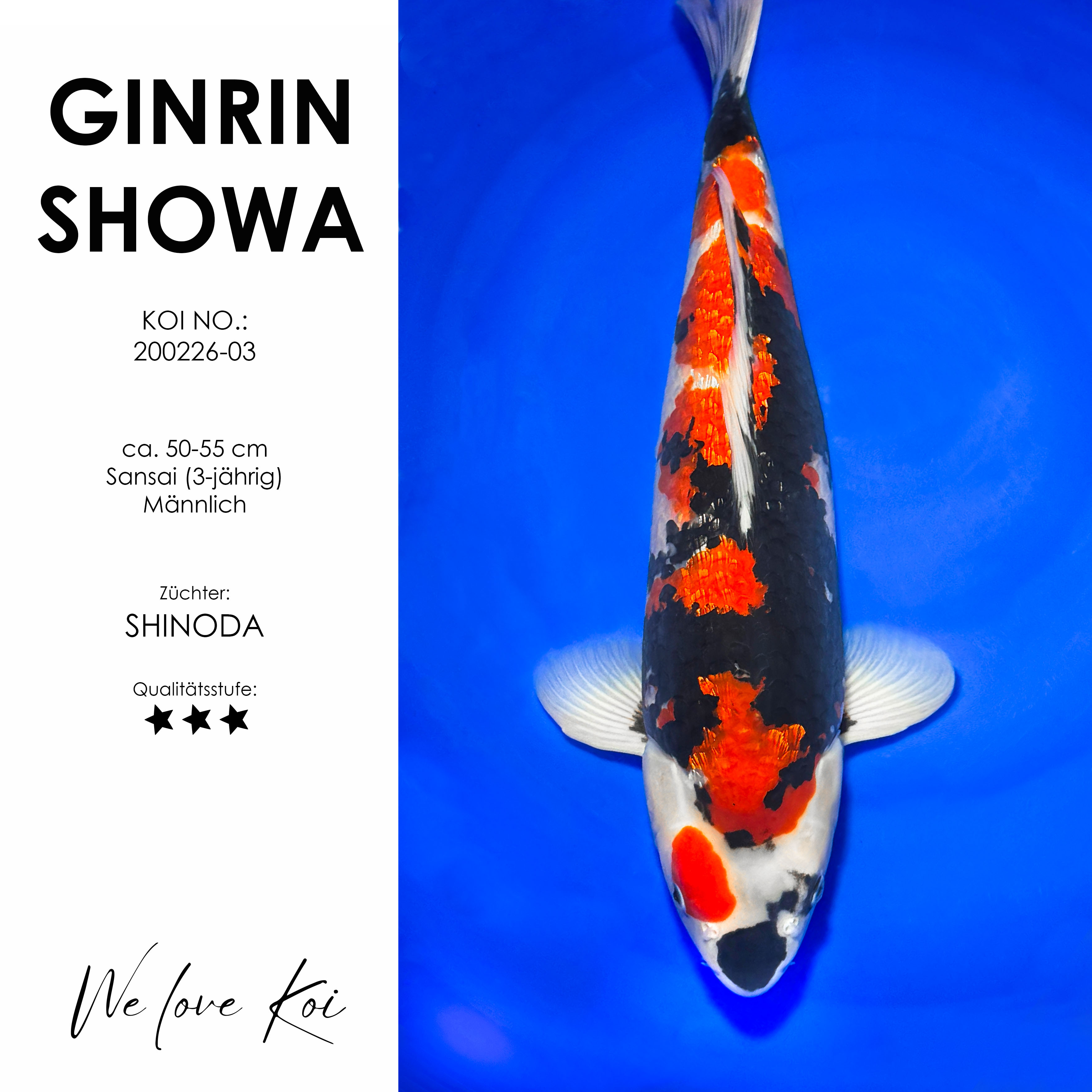 Koi Ginrin Showa | männlich Sansai | 50 - 55cm