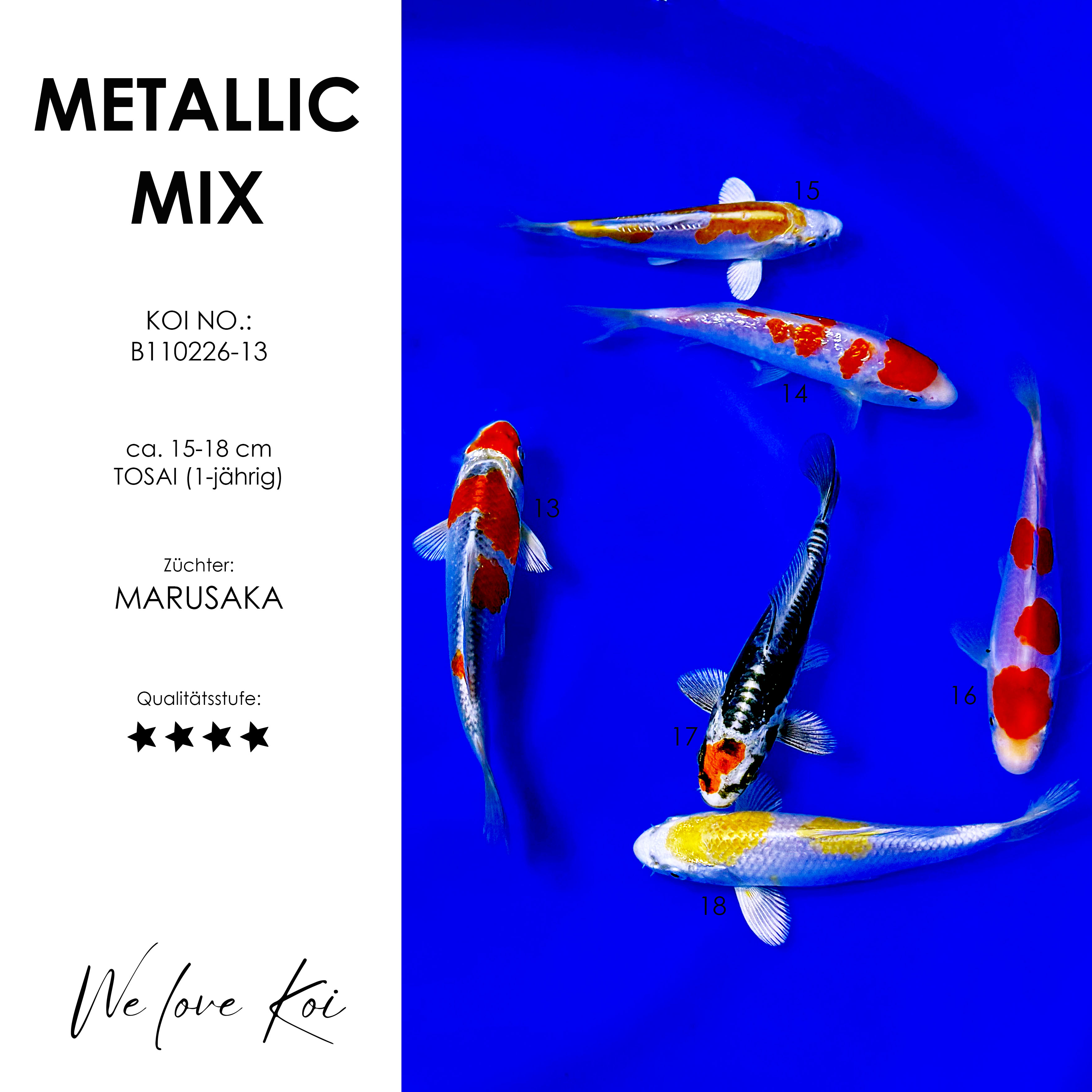 Koi Bowl 06 | Metallic Mix | 15-18 cm