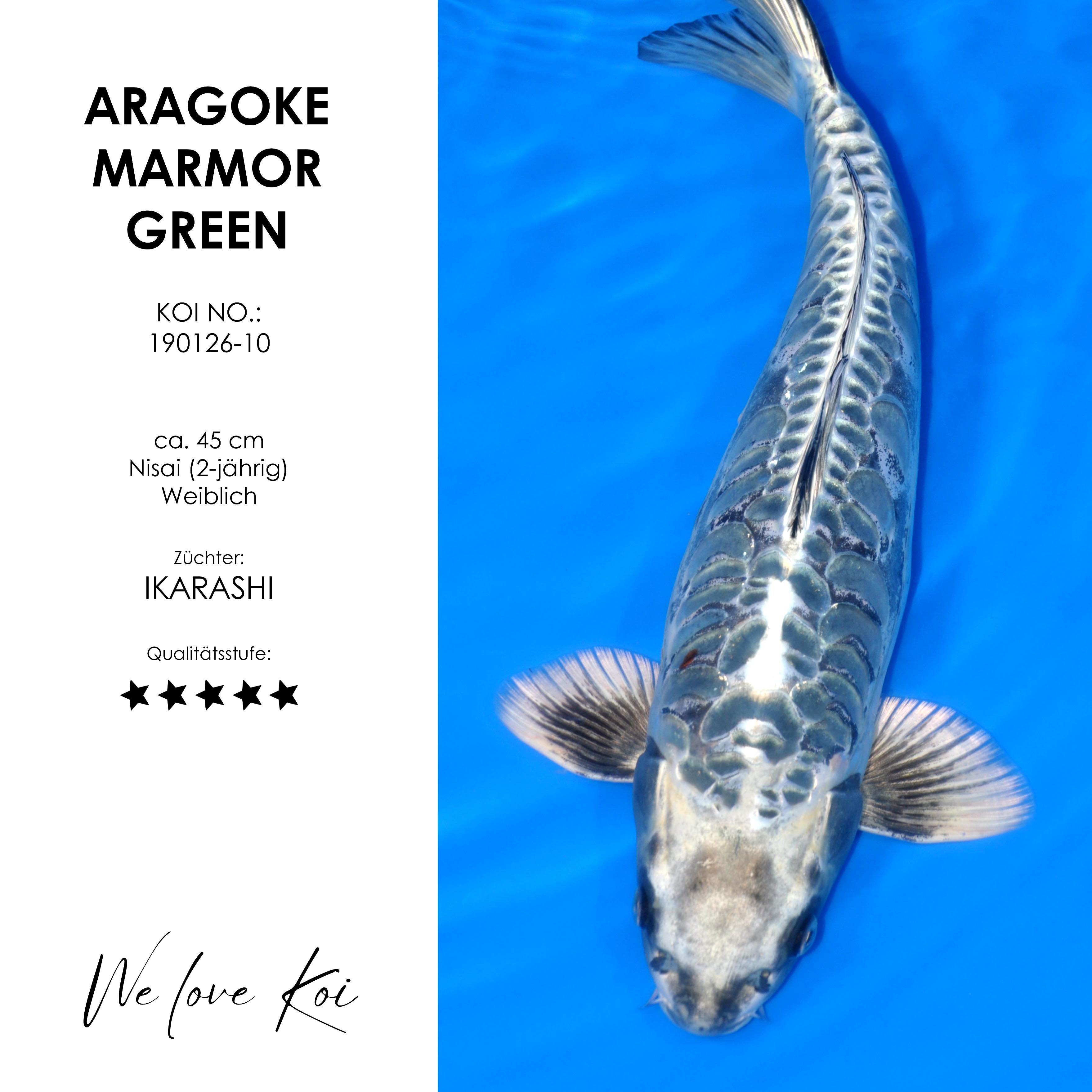 Koi Marmor Green Aragoke-Typ | weiblich Nisai | ca. 45cm
