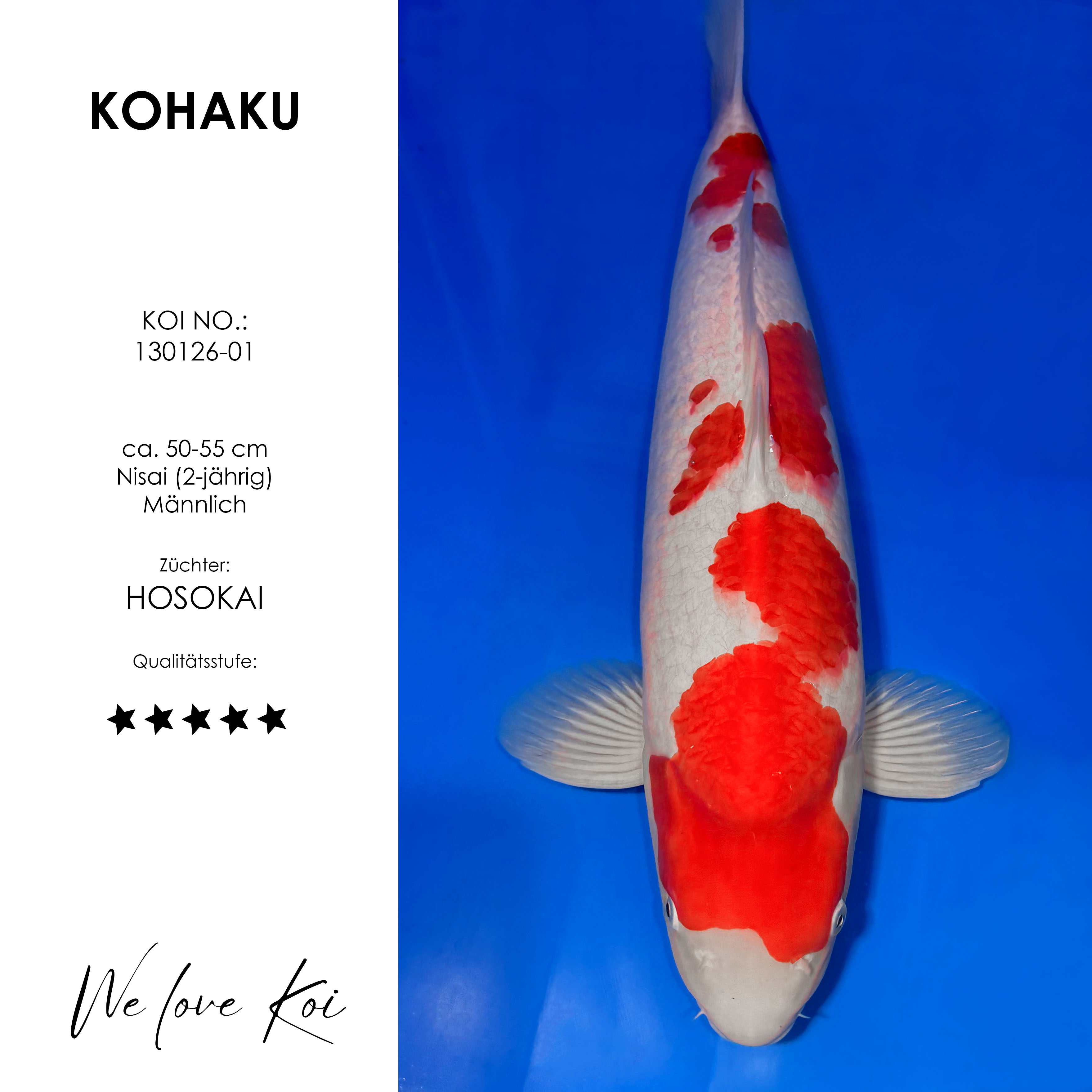 Koi Kohaku | männlich Nisai | ca.50-55cm