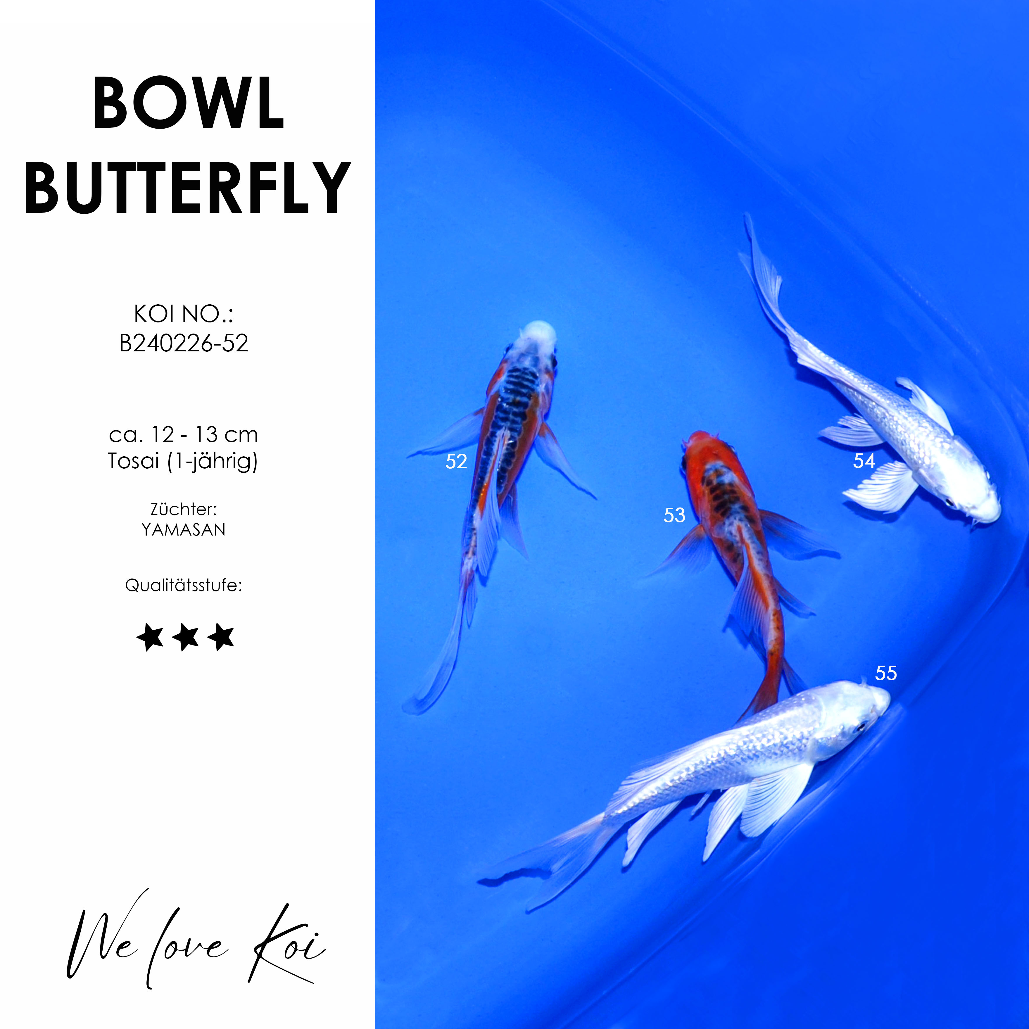 Koi Bowl 54 | Butterfly - Shusui, Ginrin Platinum | ca. 12 - 13cm